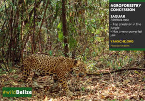 A jaguar photographed at Maya Mountain North FR