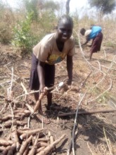 Kasava harvested for Rose's community.