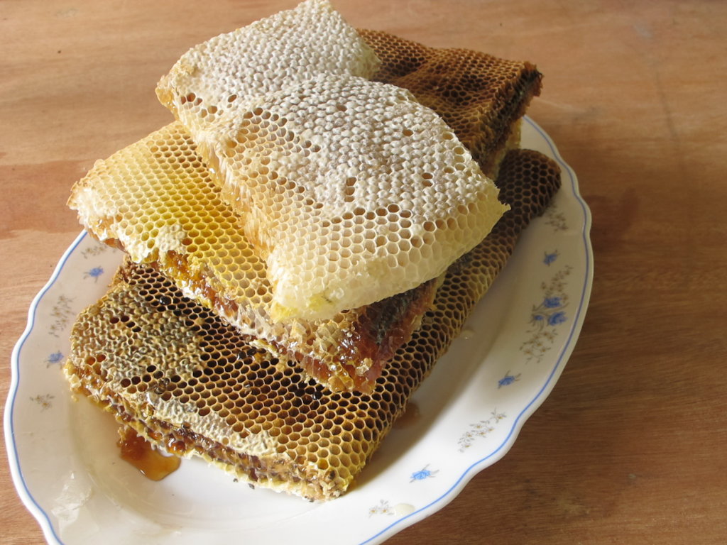 Harvesting honey saves forests and lives