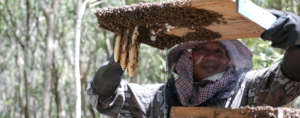 Opening the beekeeping box