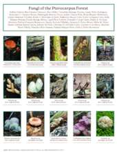 Fungi of the Pterocarpus (page 1 of 3)
