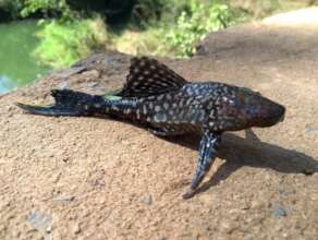 Sample Catalogue Entry: Sailfin Catfish (Plecos)