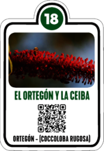 Scan this sample, new Forest QR-Coded Stop!