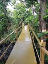 Reconstructed walkway through the swamp Forest