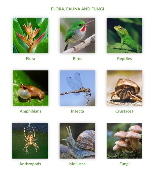 Working toward a new Forest Inventory catalogue