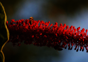 The rare Ortegon in bloom