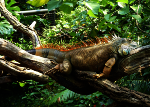 An ubiquitous invasive species