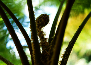 Great Forest Swamp Fern Bud
