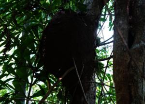 A terminte nest high up in the trees