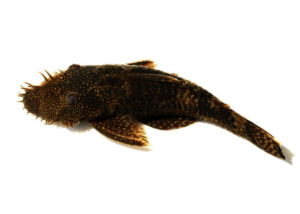 The Plecos