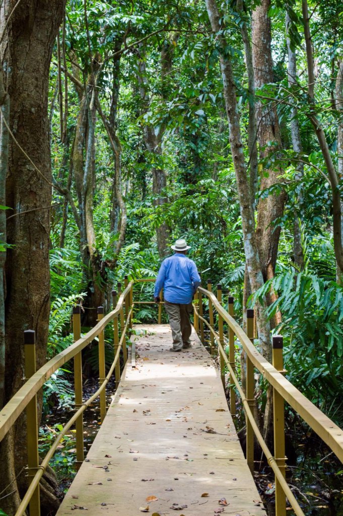 Enable an encounter with a rare Pterocarpus Forest