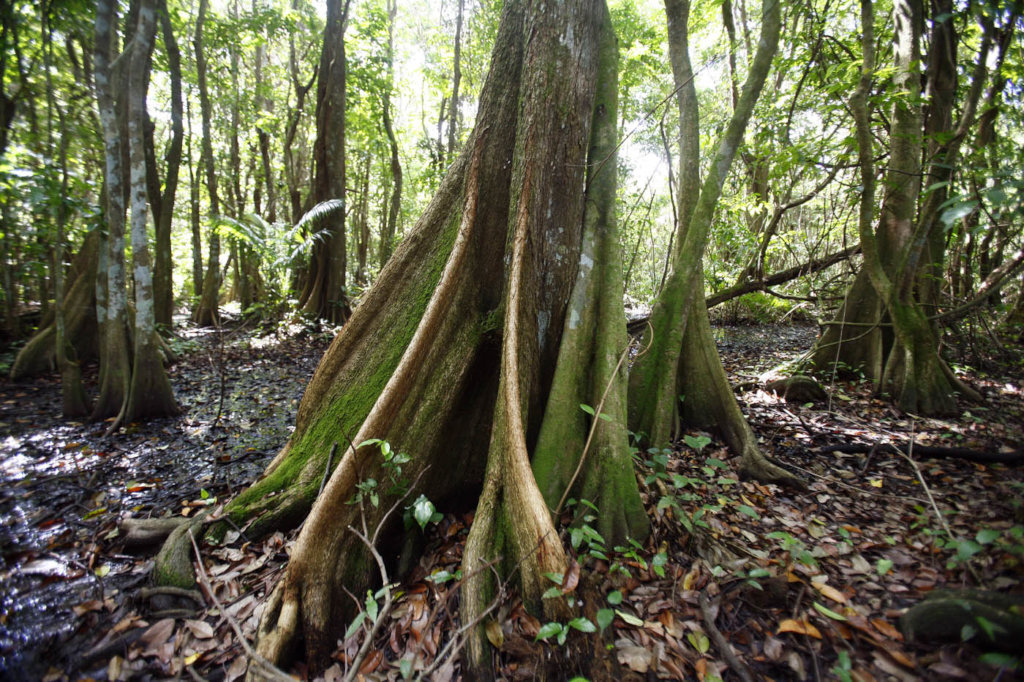 A Pterocarpus Tree during the dry season