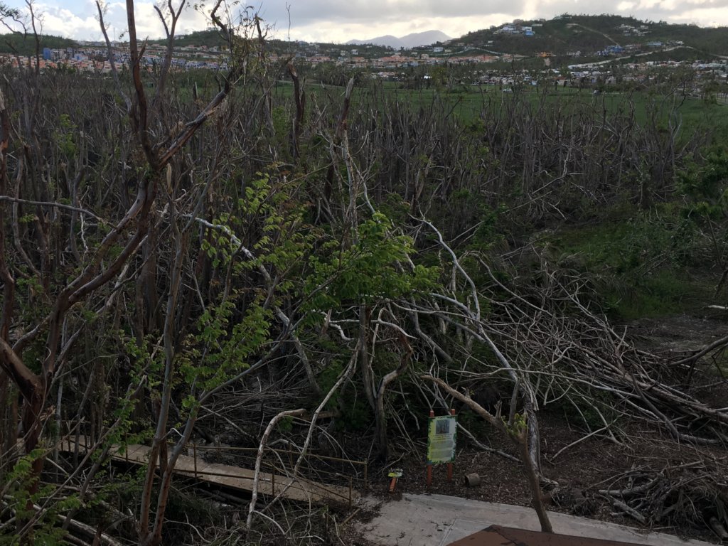 View of the Forest after Hurricane Maria