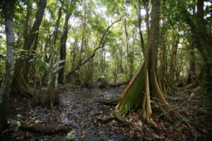 Interior View of the Pterocarpus Forest