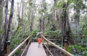 Enable an encounter with a rare Pterocarpus Forest