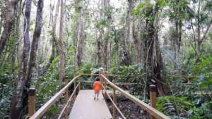 Enable an encounter with a rare Pterocarpus Forest