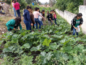 Maintaining the plants.