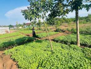 School Garden at Igoma Secondary School, Mwanza.