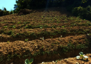 Cabbage plots after transplant