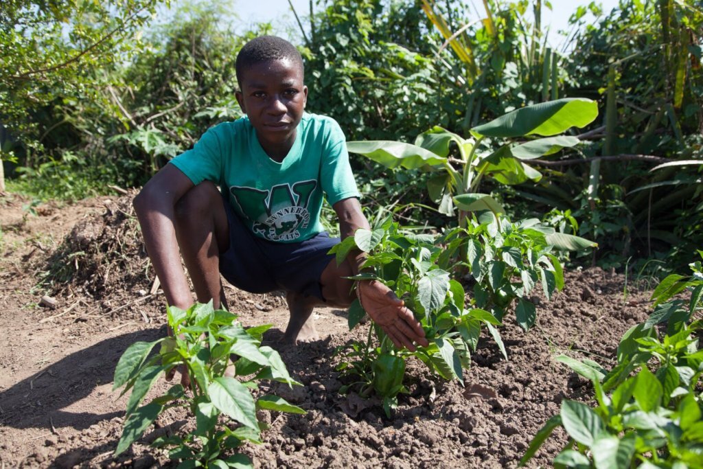 Seeds and Support for School Gardens Worldwide
