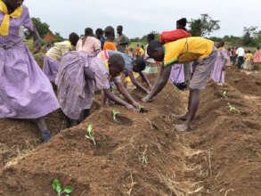 Students planting seedlings.