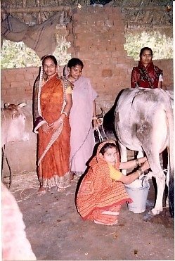 Sustainable livelihood for 200 families in Orissa
