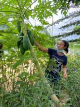Picking paw paw's