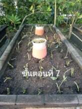 Feeding the gardens naturally