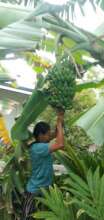 Cutting down the bananas