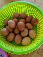 Lots of eggs every day!