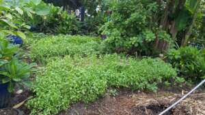 Our herbs are growing very fast!