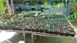 Our cactus garden