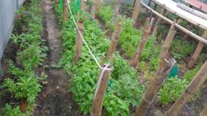 Raising young seedlings