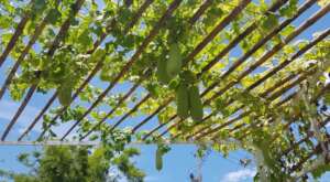 Our marrow plant producing lots of fruit.