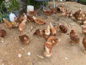 Chooks are allowed to raom freely during the day.