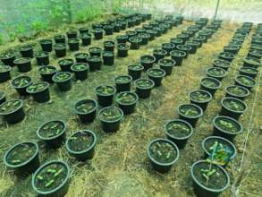 Raising the cucumber seedlings