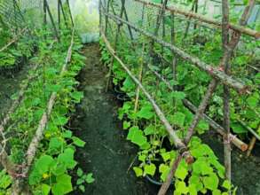 Supporting the developing plants.