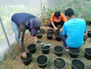 Planting cuumber seeds in the greenhouse.