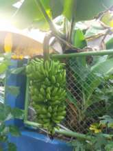 Bumper crop of bananas