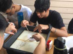 Placing seeds in foam to germinate.