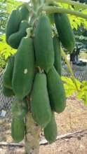 Our paw paw tree