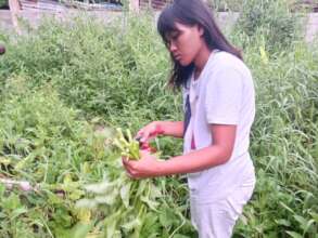 Our newest gardener gathering herbs.