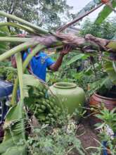 Chopping the bananas