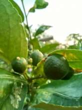 Our lime tree is bearing fruit!