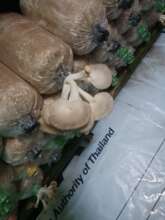 Mushrooms growing