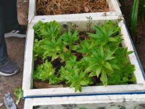 More fruit of our labor!!