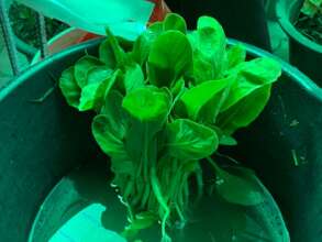 Growing using hydroponics