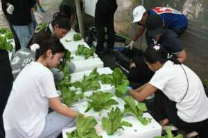 Putting the lettuces seedlings in the water cases.