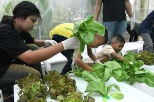 The youngsters lend a hand too!