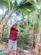 Harvesting green bananas